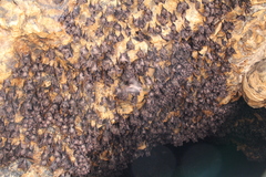 Rousettus amplexicaudatus