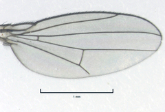 Hydrellia enderbii