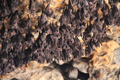 Rousettus amplexicaudatus