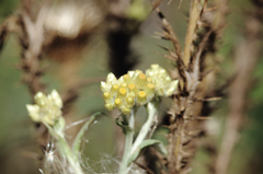 Pseudognaphalium viravira