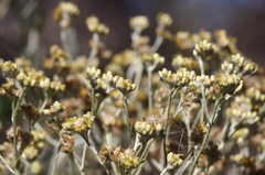 Pseudognaphalium viravira