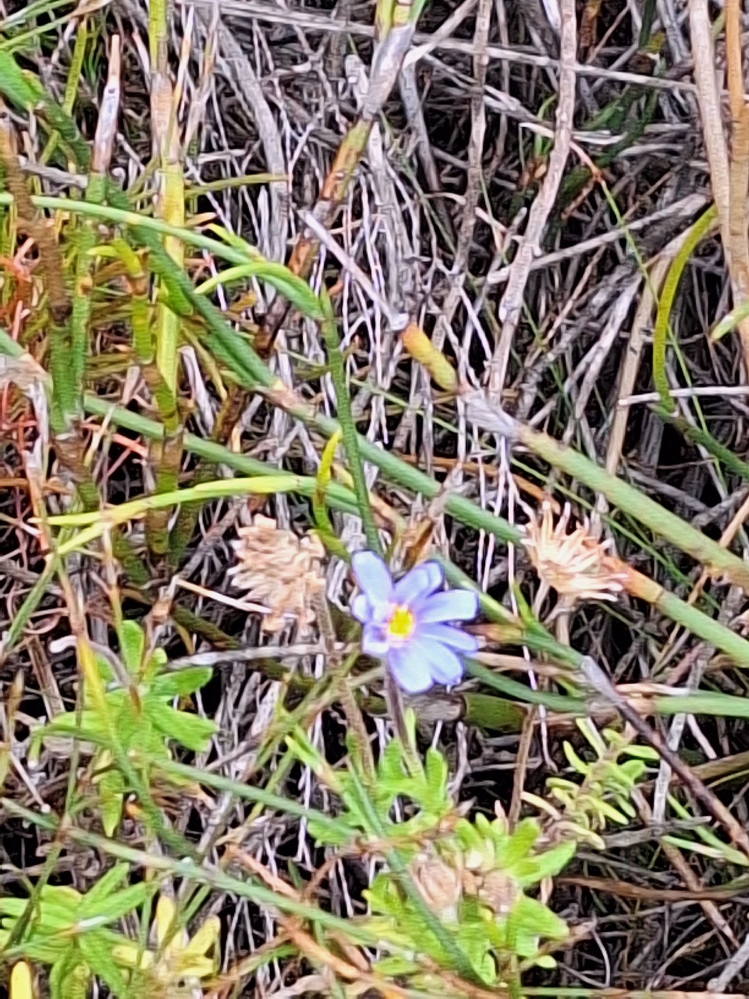 Felicia Aethiopica (Felicia aethiopica)
