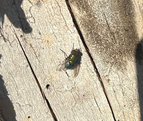 Unknown species found near Flats Rd, Plymouth, PA, US
