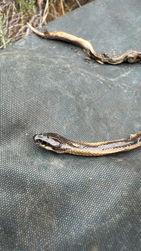 Black-backed Hooded Snake sighting