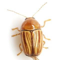 Cryptocephalus brunneovittatus