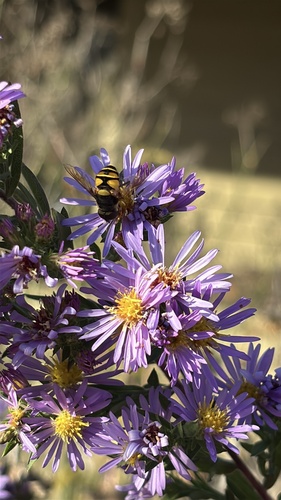 Unknown species found near Warner Park Nature Center, Nashville, TN, US