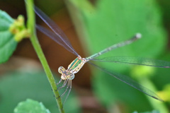 Lestes elatus