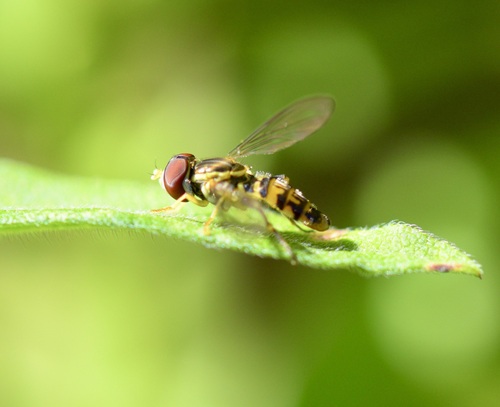 Unknown species found near Saxon Hill, Essex Town, VT, USA