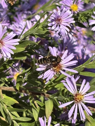 Unknown species found near Warner Park Nature Center, Nashville, TN, US