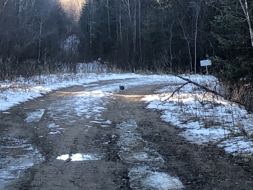 Spruce Grouse