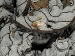 Camponotus rectangularis