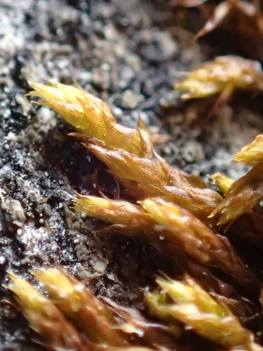 Pseudoleskeopsis imbricata, 2025-11-01