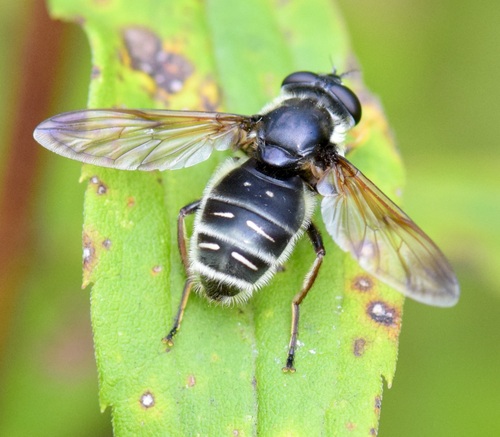 Unknown species found near Saxon Hill, Essex Town, VT, USA