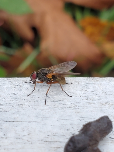 Unknown species found near Olympia, WA 98506, USA