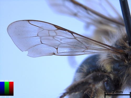 iNaturalist observation photo of Mining Bees