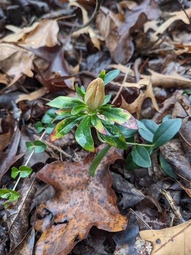 Gentiana villosa, photograph 6