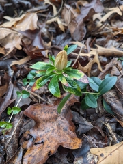 Gentiana villosa, photograph (c) Alaina Krakowiak, some rights reserved (CC BY)