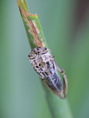 Handianus flavovarius