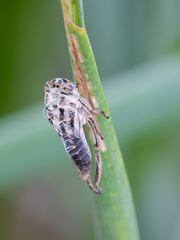 Handianus flavovarius