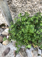 Euphorbia peplus