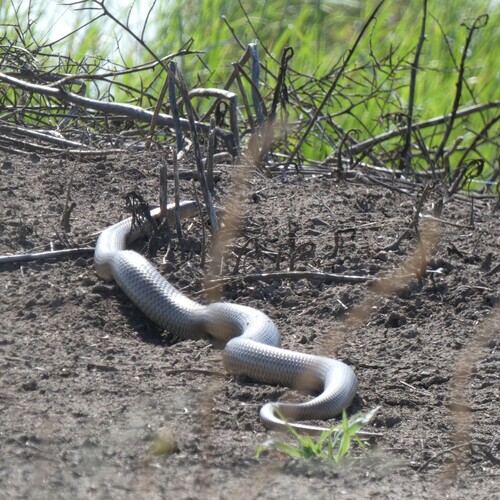 Eastern Brown Snake sighting