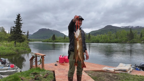 Northern Pike