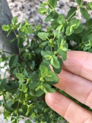 Euphorbia peplus