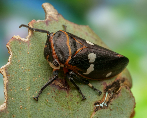 Eurymela fenestrata, 2025-10-11