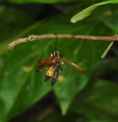 Agelaia constructor