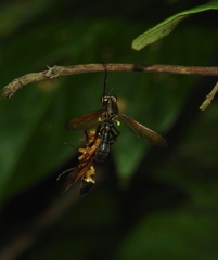 Agelaia constructor