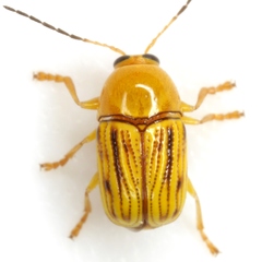 Cryptocephalus defectus