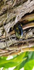 Rutela lineola