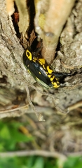 Rutela lineola