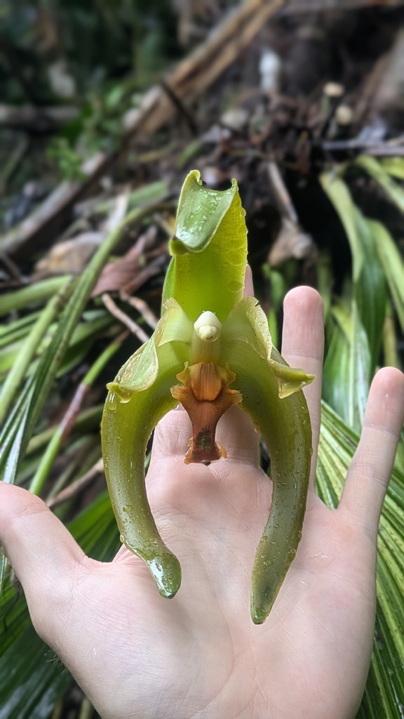 Ida heynderycxii