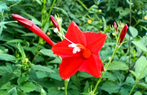Frijolillo (Ipomoea) (Ipomoea hederifolia)