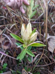 Gentiana villosa, photograph (c) Alaina Krakowiak, some rights reserved (CC BY)
