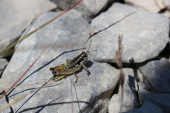 Podisma amedegnatoae