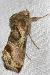 Euchalcia variabilis