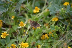 Piruna polingii