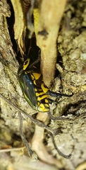 Rutela lineola