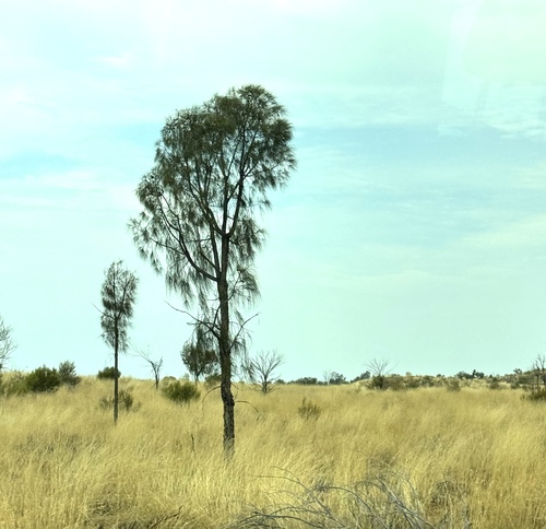 desert sheoak (Allocasuarina decaisneana)