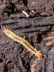 Dendroides canadensis