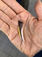 Carduelis carduelis