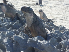Cyclura cychlura