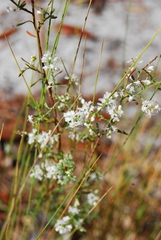 Polygonella polygama