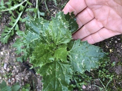 Chenopodiastrum murale