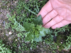 Chenopodiastrum murale