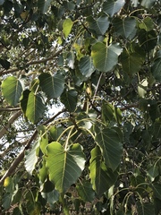 Ficus petiolaris