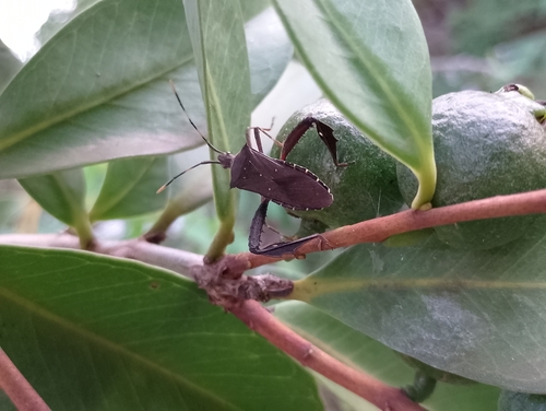 Citron Bug