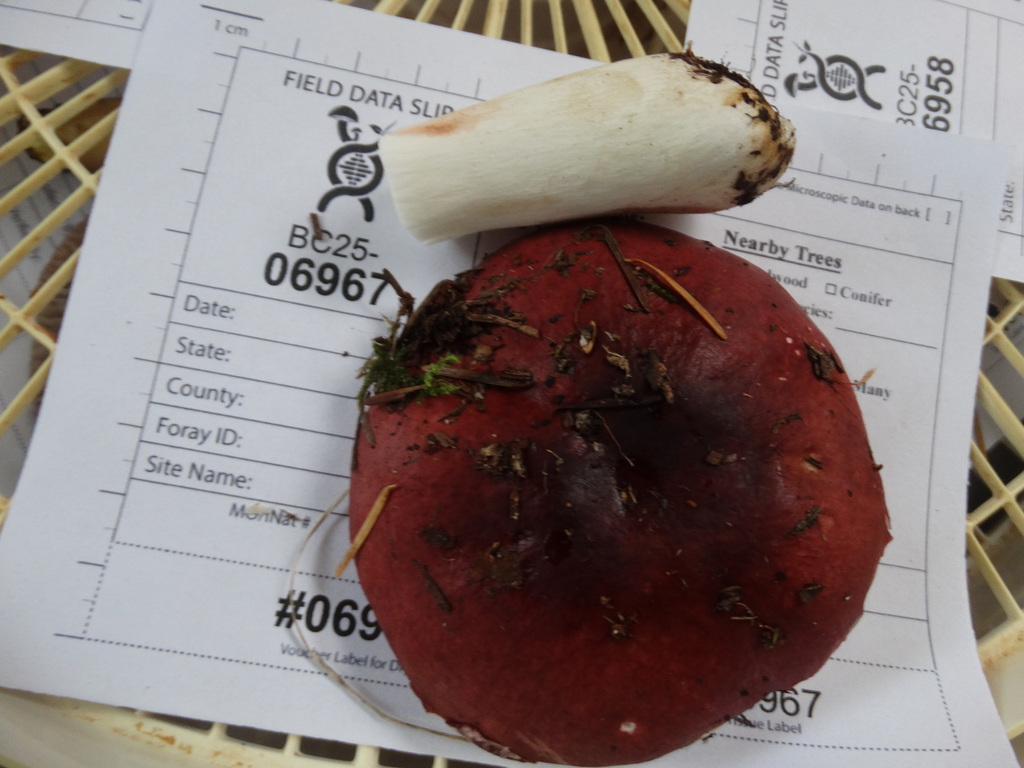 Russula obscurozelleri